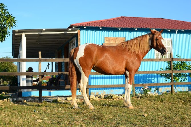Sunset Horseback Riding Tour in Punta Cana (Private Option) - The muddy-trail reality check (and how to handle it)