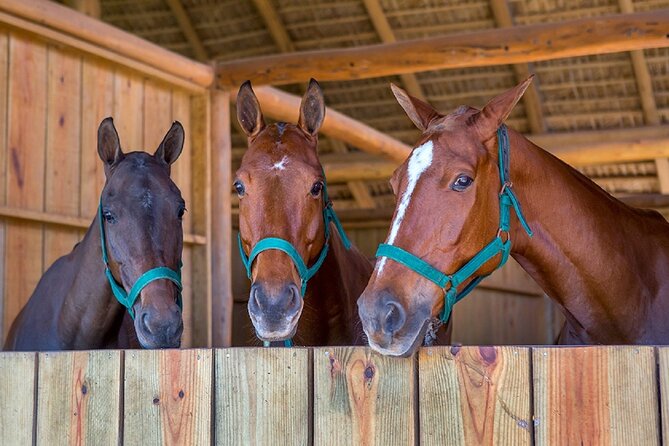 Swimming with Horses at the Beach from Punta Cana Free transportation - Swimming with horses: how to make the moment actually work for you