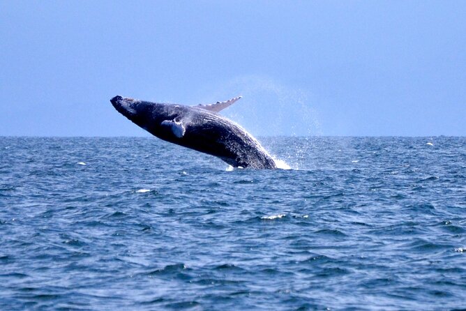 Tour with Whale Watching in Samaná, Beach and Waterfall - Key Points Before You Go