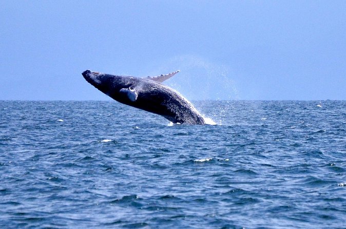 Tour with Whale Watching in Samaná, Beach and Waterfall - El Limón Waterfall: The Stop Everyone Remembers