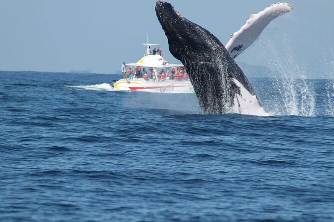 Tour with Whale Watching in Samaná, Beach and Waterfall - Timing, Transport, and the Day That Can Run Long
