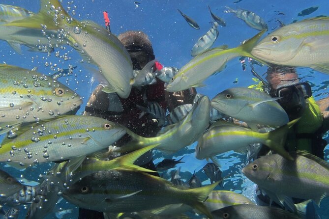 VIP Fascinating Boat Ride & Snorkeling at Sosua Bay - What’s included: the parts that save you money (and hassle)