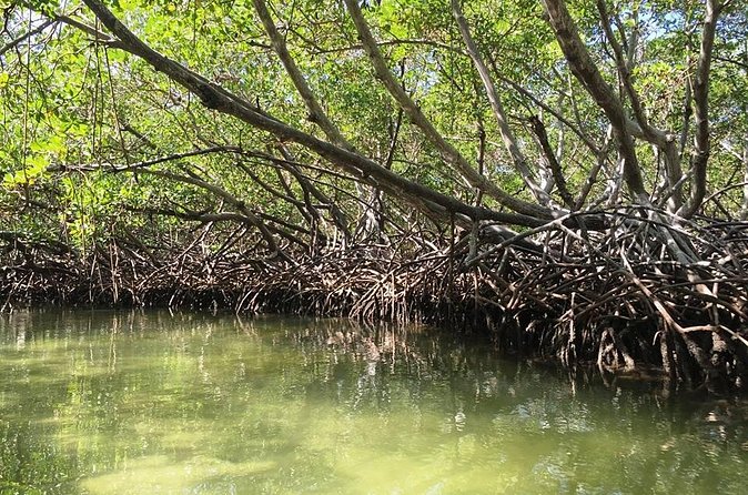 VIP tour to Paradise Island & The Mangroves - Monte Cristi National Park mangroves: a different kind of nature
