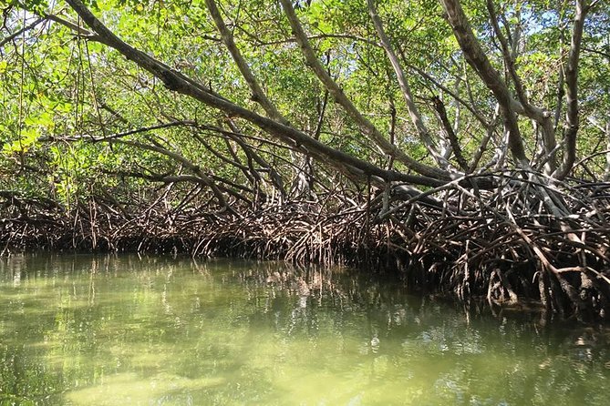 VIP tour to Paradise Island & The Mangroves - Estero Hondo manatee stop: patience with a side of hope