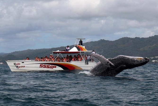 Whale watch tour from Santo Domingo with Bacardi Island and lunch included - Key highlights