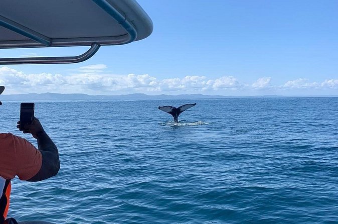 Whale watch tour from Santo Domingo with Bacardi Island and lunch included - Lifebelt + boat reality: how to stay comfortable on the water