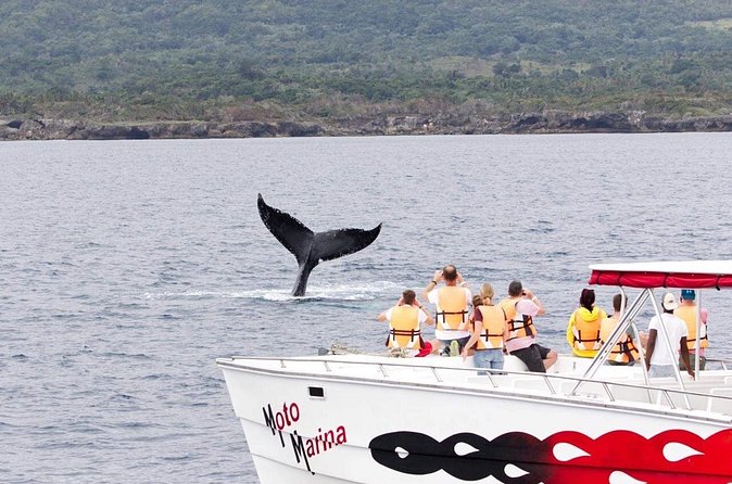 Whale watch tour from Santo Domingo with Bacardi Island and lunch included - Cayo Levantado (Bacardi Island): beach time with lunch and drinks