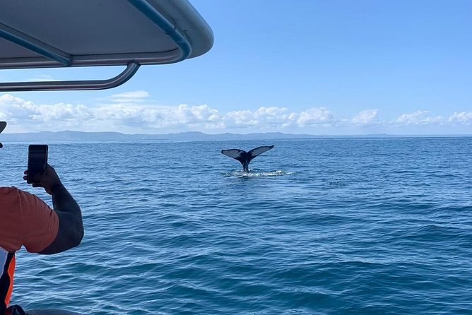 Whale watch tour from Santo Domingo with Bacardi Island and lunch included - What the full day costs: $229.95 and how the value stacks up