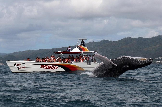 Whale watch tour from Santo Domingo with Bacardi Island and lunch included - Your best fit: who should book this tour, and who might think twice