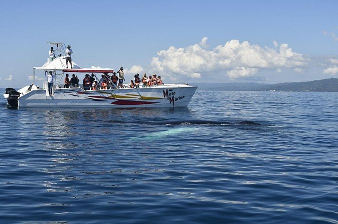 Whale watch tour from Santo Domingo with Bacardi Island and lunch included - Drivers and guides: what you can expect from the human side