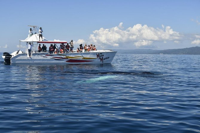 Whale watch tour from Santo Domingo with Bacardi Island and lunch included - Samana Bay on the boat: humpbacks are the star, but timing is the script