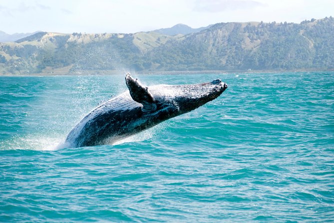Whale Watching and Bacardi Island day trip from Punta Cana - Key highlights worth planning around