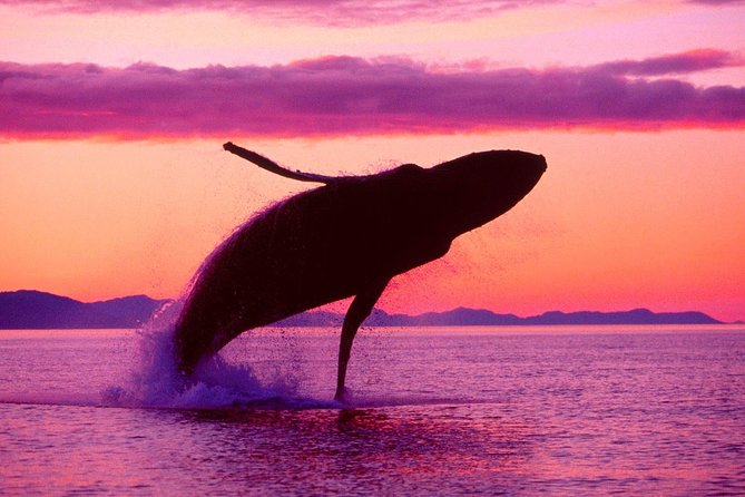 Whale Watching and Bacardi Island day trip from Punta Cana - Price and value: does $158.99 buy enough?