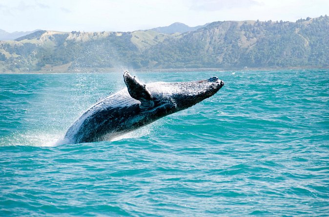 Whale Watching and Bacardi Island day trip from Punta Cana - How long it takes, and why 10 hours can work (or not)