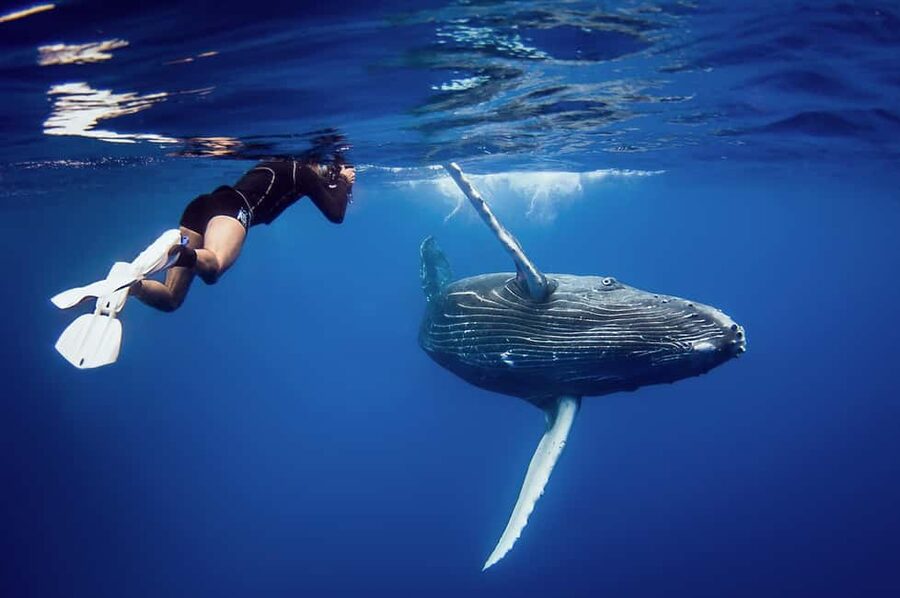 Whale Watching + Cayo Levantado - Price and value: how $6 works when tickets and lunch are included