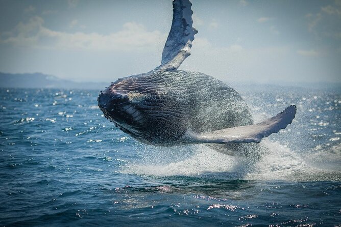 Whale Watching, Cayo Levantado and Limón Waterfall in Samaná - Quick take: what makes this day work