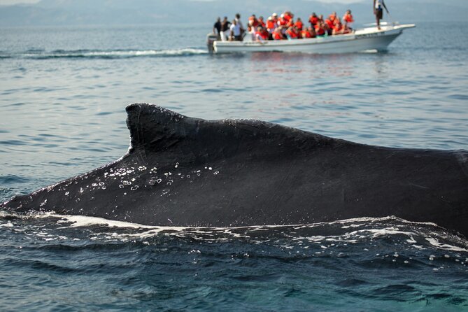 Whale Watching, Cayo Levantado and Limón Waterfall in Samaná - Cascada Limón: the waterfall swim, and the optional add-on trap