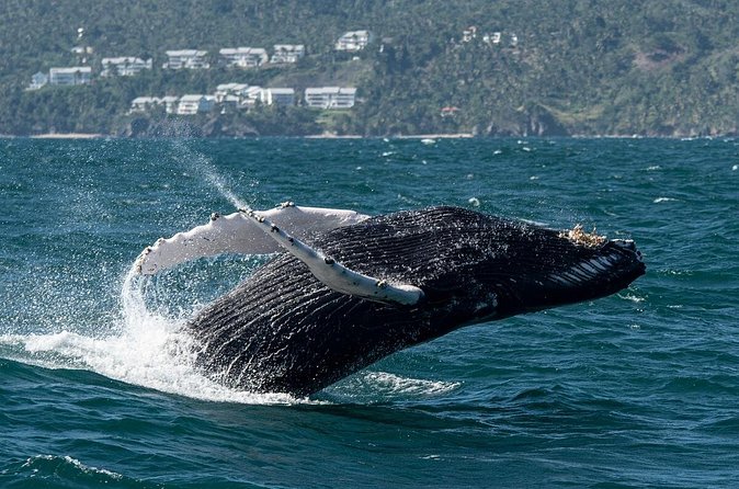 Whale Watching, Cayo Levantado and Limón Waterfall in Samaná - La Canita breakfast and catamaran rhythm