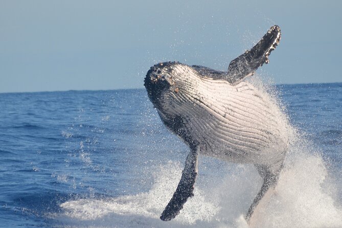 Whale Watching, Cayo Levantado and Limón Waterfall in Samaná - Ranch stop and typical Dominican house: culture you can actually see