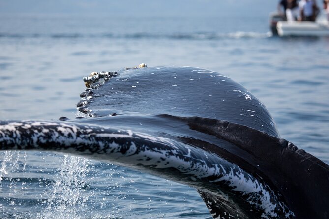 Whale Watching, Cayo Levantado and Limón Waterfall in Samaná - Price and value: what $170 covers for a full 10-hour day