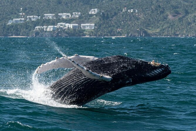 Whale Watching, Cayo Levantado and Limón Waterfall in Samaná - Practical tips to make the day smoother