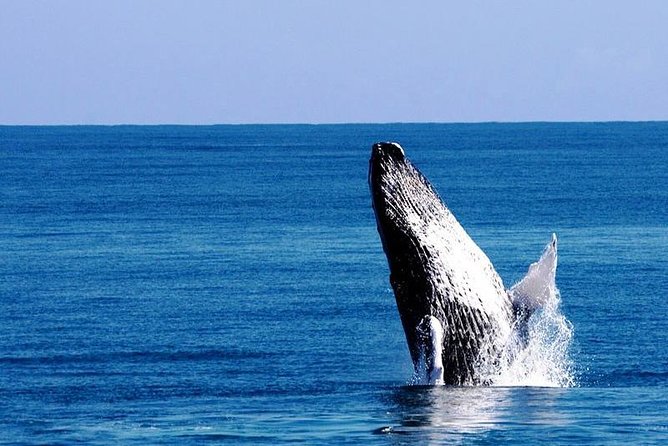 Whale Watching in Samana - Key things I’d clock before you go
