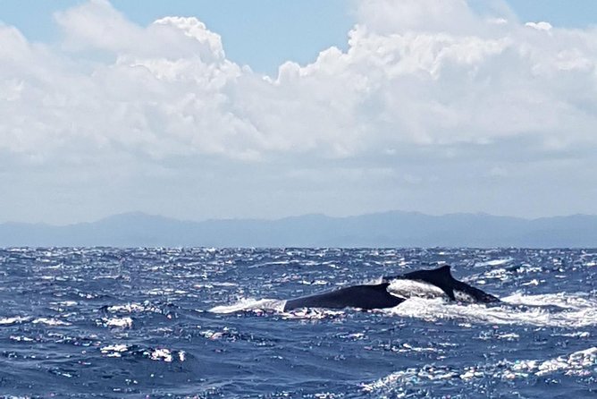 Whale Watching in Samana - Price and logistics: what $132.31 buys you