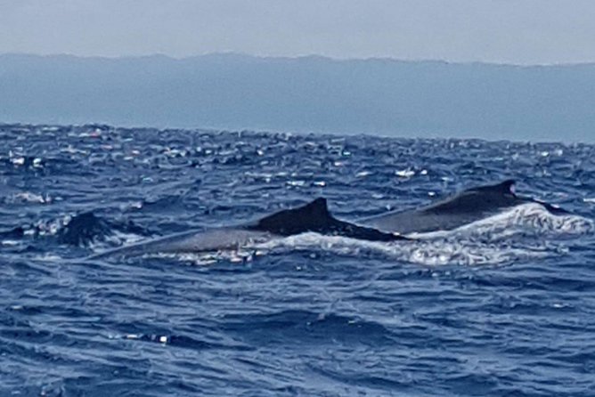 Whale Watching in Samana - Where you start: Puerto Plata, Sosua, and Cabarete pickup