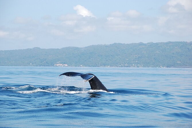 Whale Watching & Limón Waterfall Day Trip - Key things to know before you go