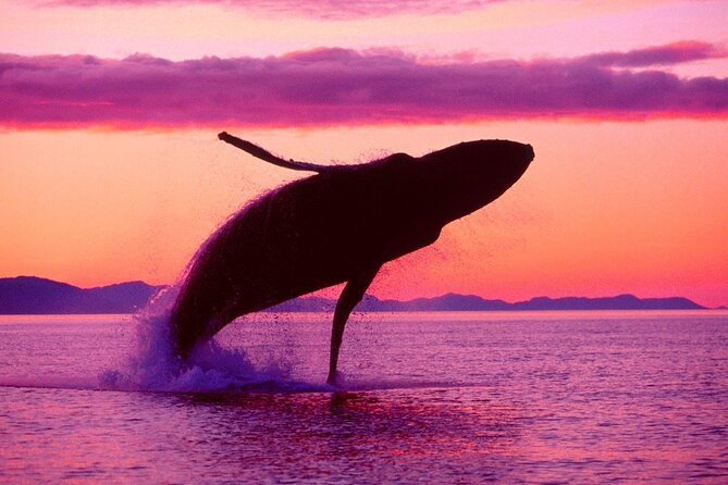 Whale Watching & Limón Waterfall Day Trip - What You’re Really Signing Up For From Punta Cana