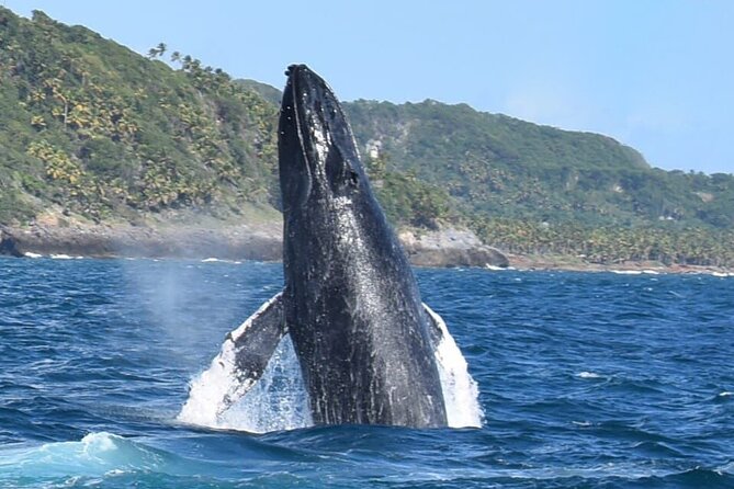 Whales Watching Half Day Experience - Key Things to Know Before You Go
