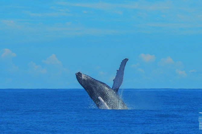Whales Watching Half Day Experience - Natural swimming pool for starfish watching: included and worth planning for