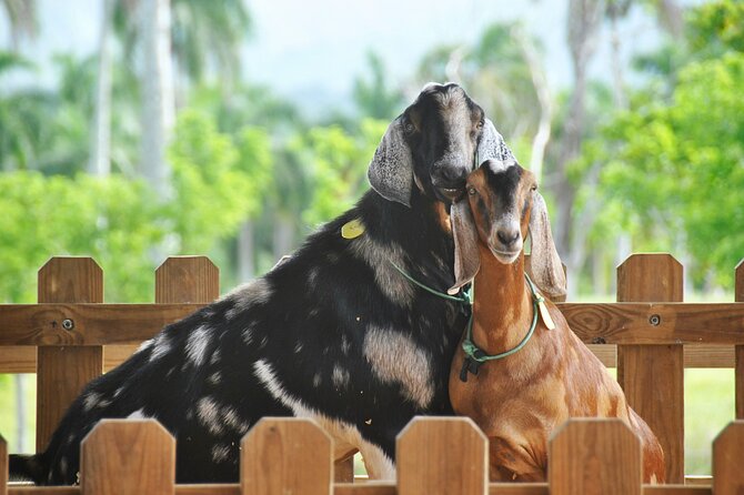 Xploration Animal Encounters Half Day Tour from Punta Cana - Price and Value at Around $90: What You Really Get